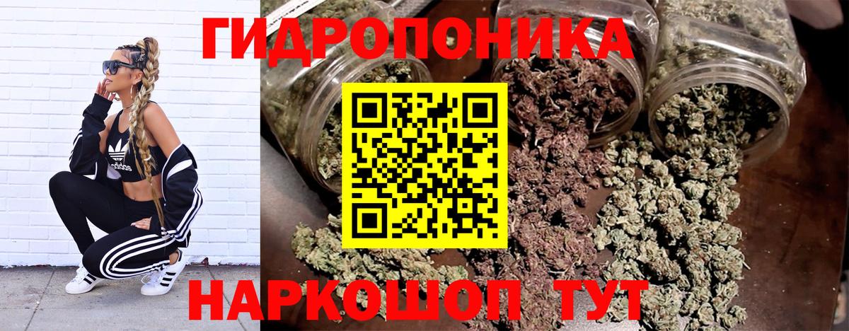 Каннабис планчик Кинель